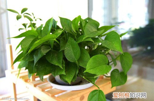 图 鸡蛋壳别扔 用鸡蛋壳养绿萝的方法和注意事项