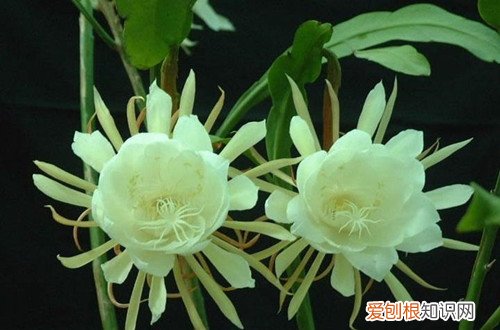 图 昙花用什么土种植好 昙花用什么土栽培好