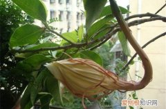 图 昙花用什么土种植好 昙花用什么土栽培好