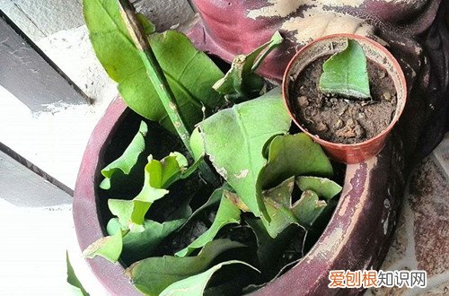 图 昙花用什么土种植好 昙花用什么土栽培好