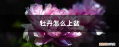 牡丹花怎么上盆 牡丹怎么上盆，盆栽牡丹换盆的最佳时间