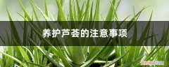 芦荟的养护要点 养护芦荟的注意事项，芦荟观赏性好吗