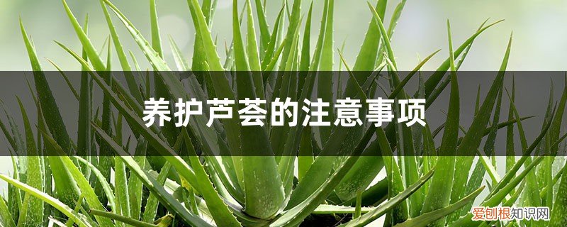 芦荟的养护要点 养护芦荟的注意事项，芦荟观赏性好吗