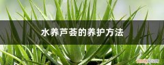 芦荟能水芦荟能水养吗 水养芦荟的养护方法，水养芦荟好吗