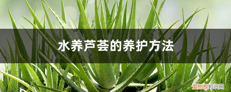 芦荟能水芦荟能水养吗 水养芦荟的养护方法，水养芦荟好吗