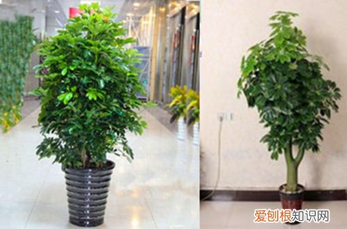 图 八方来财怎么养 八方来财的养殖方法和注意事项