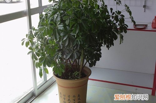 图 八方来财怎么养 八方来财的养殖方法和注意事项