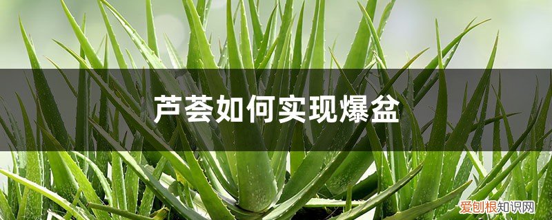 芦荟爆棚怎么换盆 芦荟如何实现爆盆，爆盆后能分盆吗