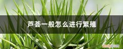 芦荟怎样繁殖? 芦荟一般怎么进行繁殖，芦荟好养吗