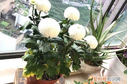 图 乒乓菊家养怎么浇水 多久浇一次水