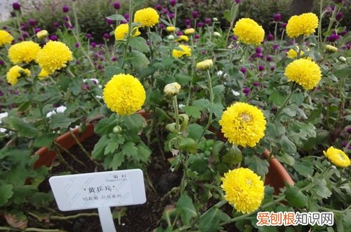 图 乒乓菊家养怎么浇水 多久浇一次水