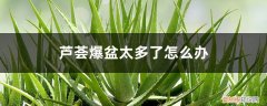 芦荟爆盆太多了怎么办,对芦荟生长有影响吗 芦荟爆盆太多了怎么办，对芦荟生长有影响吗