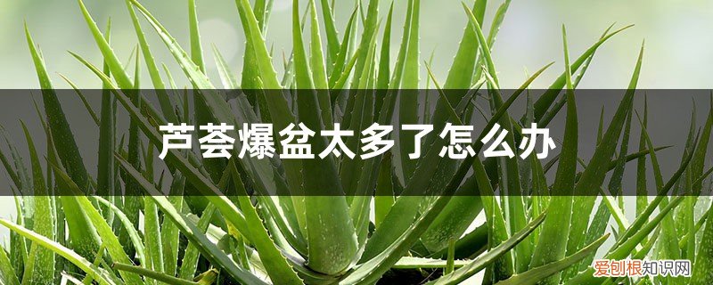 芦荟爆盆太多了怎么办,对芦荟生长有影响吗 芦荟爆盆太多了怎么办，对芦荟生长有影响吗