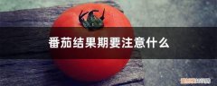 番茄花蕾期授粉了吗 番茄结果期要注意什么，要授粉吗