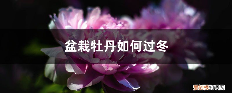 盆栽牡丹如何过冬,冬天怎么养护呢 盆栽牡丹如何过冬，冬天怎么养护