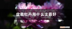 盆栽牡丹用什么土最好,配土方法视频 盆栽牡丹用什么土最好，配土方法