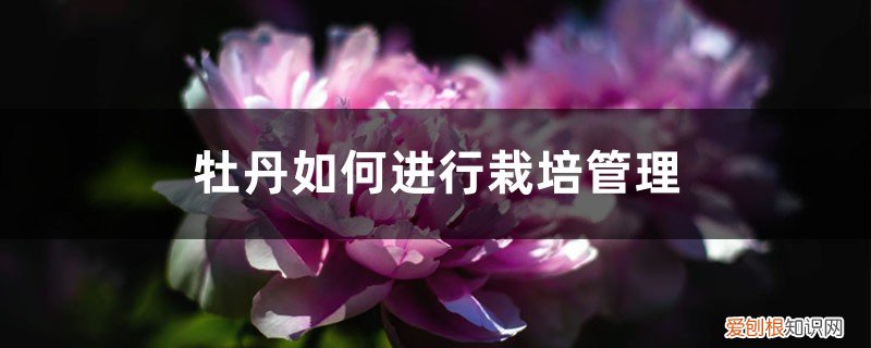 牡丹养护和栽培技术要求 牡丹如何进行栽培管理，牡丹栽培与管理