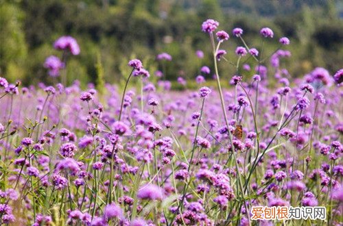 图 薰衣草怎么种植 薰衣草的种植方法和注意事项