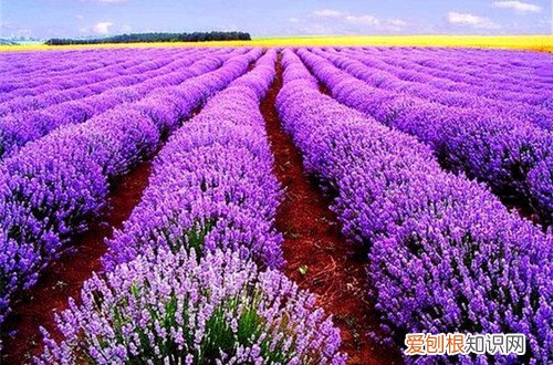 图 薰衣草怎么种植 薰衣草的种植方法和注意事项