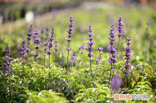 图 薰衣草怎么种植 薰衣草的种植方法和注意事项