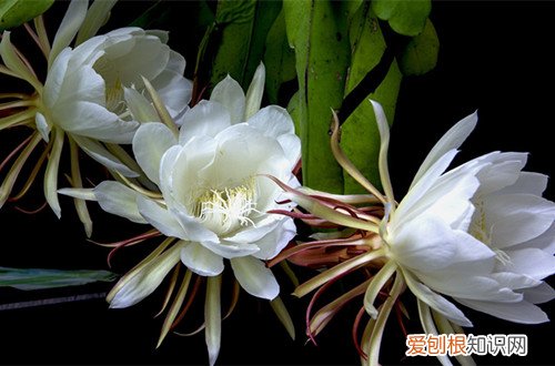 图 昙花怎么修剪 昙花的修剪方法和注意事项