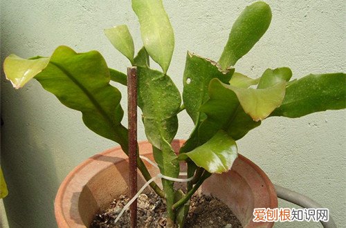 图 昙花怎么修剪 昙花的修剪方法和注意事项