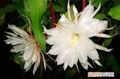 图 昙花怎么修剪 昙花的修剪方法和注意事项