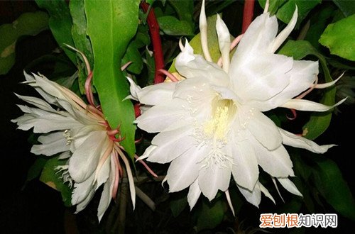 图 昙花怎么修剪 昙花的修剪方法和注意事项