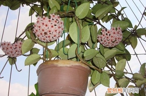 图 球兰怎么修剪图解 球兰的修剪方法和注意事项