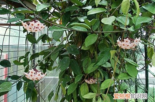 图 球兰怎么修剪图解 球兰的修剪方法和注意事项