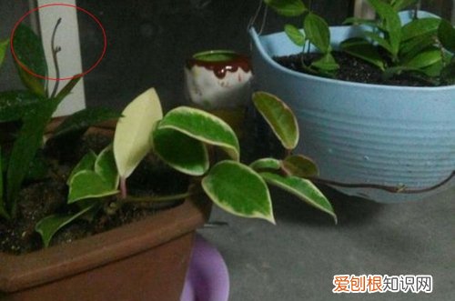 图 球兰怎么修剪图解 球兰的修剪方法和注意事项