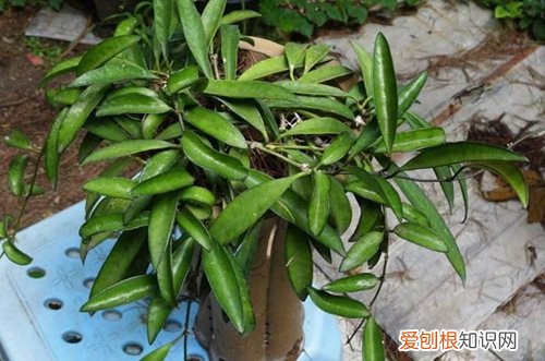 图 球兰怎么修剪图解 球兰的修剪方法和注意事项