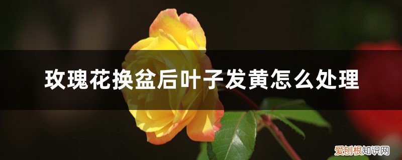 新买的玫瑰花换盆后叶子黄了怎么办 玫瑰花换盆后叶子发黄怎么处理,换盆以后不发新枝怎么办