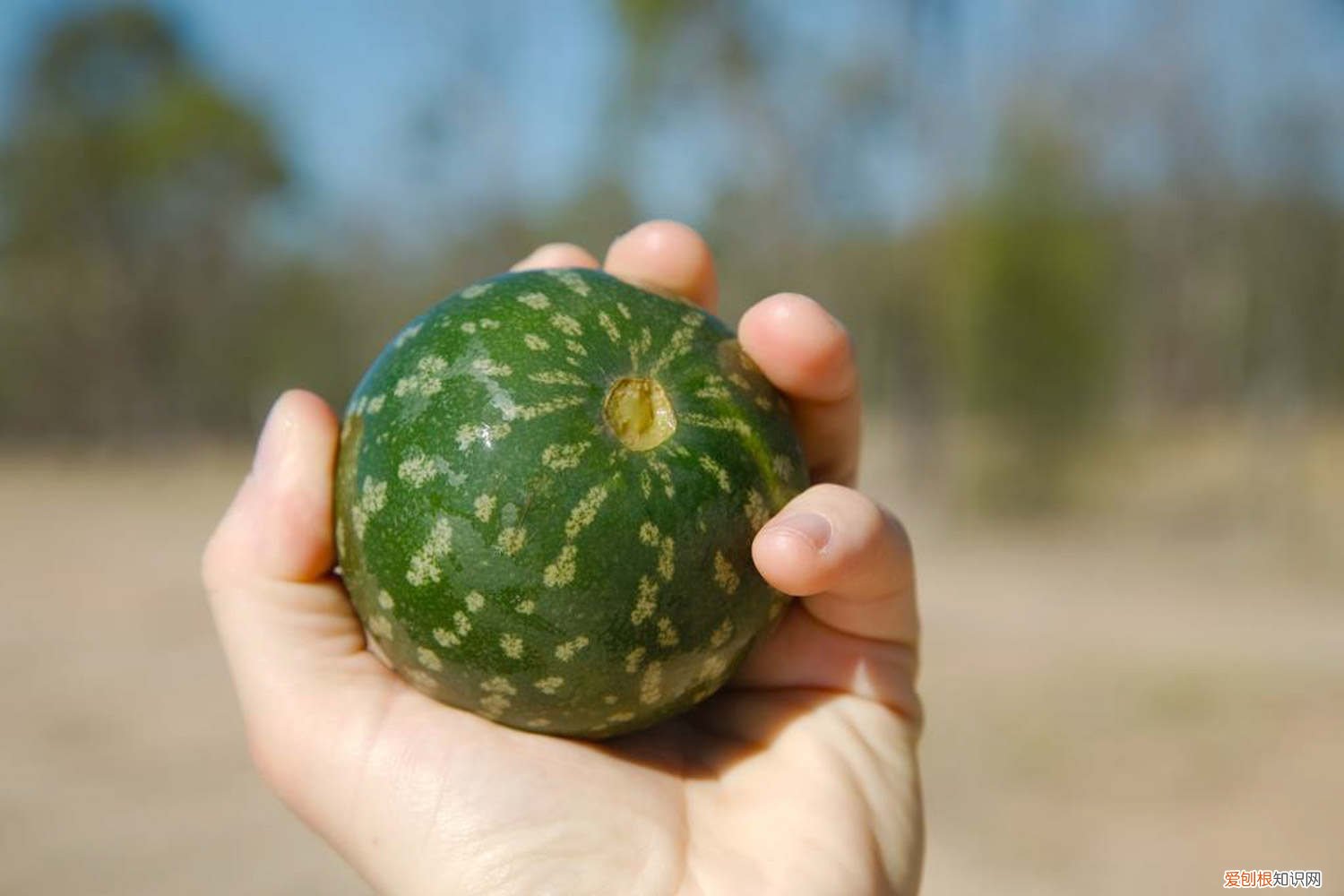 西瓜怎么种植? 西瓜怎么种,种植技术介绍