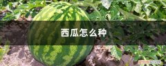 西瓜怎么种植? 西瓜怎么种，种植技术介绍