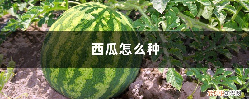 西瓜怎么种植? 西瓜怎么种,种植技术介绍