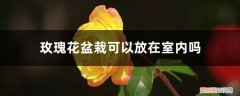 玫瑰花盆栽适合放在室内吗 玫瑰花盆栽可以放在室内吗，怎么养可以放室内