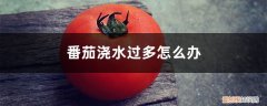 番茄多浇水好还是少浇水好 番茄浇水过多怎么办，浇水过多的症状