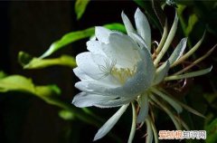 图 昙花怎么养 昙花的养殖方法和注意事项
