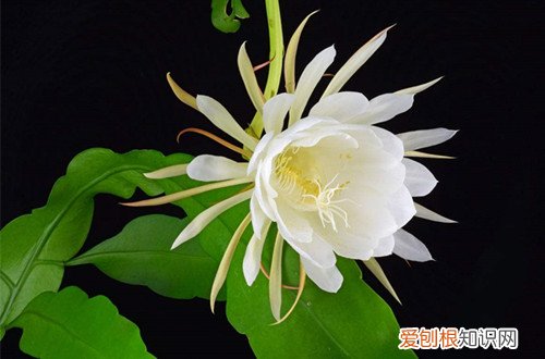 图 昙花怎么养 昙花的养殖方法和注意事项