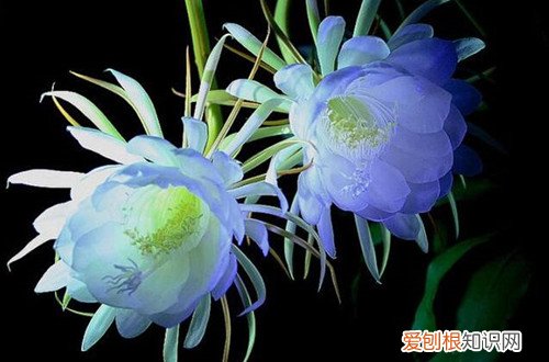 图 昙花怎么养 昙花的养殖方法和注意事项