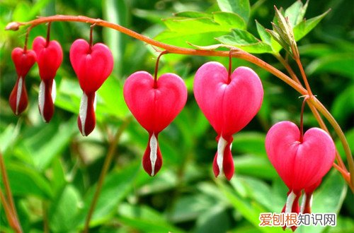 图 不喜光的植物有哪些 不喜光的花有哪些