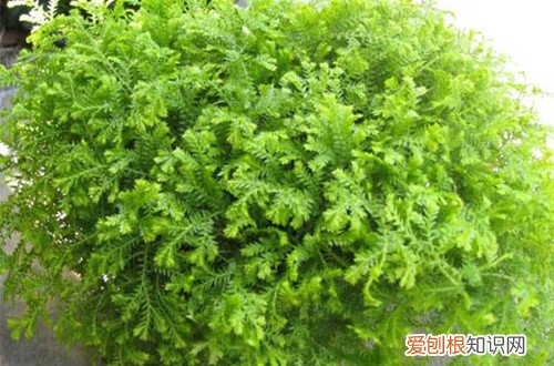 图 不喜光的植物有哪些 不喜光的花有哪些