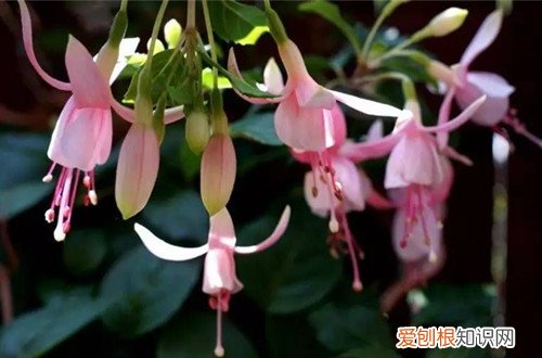 图 不喜光的植物有哪些 不喜光的花有哪些