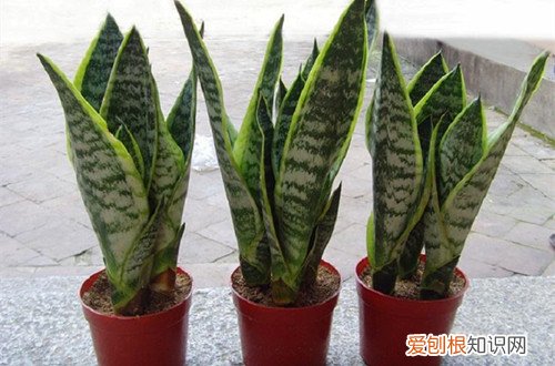 图 不喜光的植物有哪些 不喜光的花有哪些