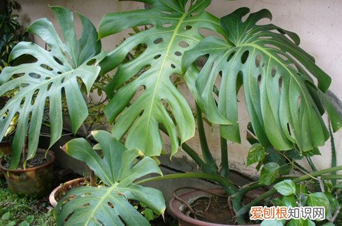 图 不喜光的植物有哪些 不喜光的花有哪些