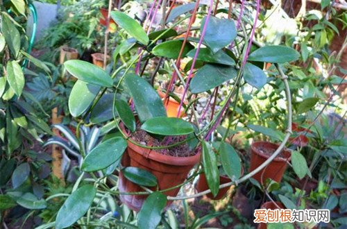 图 不喜光的植物有哪些 不喜光的花有哪些
