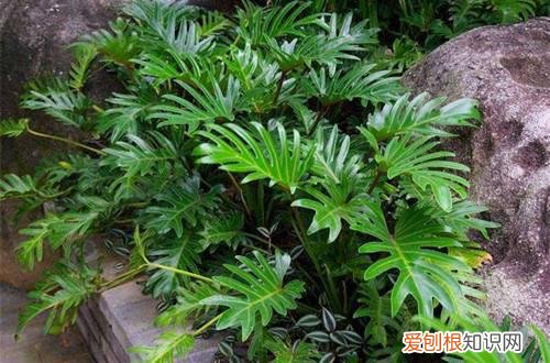 图 不喜光的植物有哪些 不喜光的花有哪些