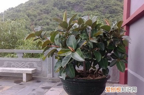 图 不喜光的植物有哪些 不喜光的花有哪些