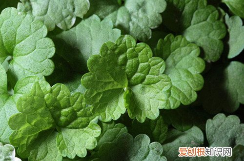 图 不喜光的植物有哪些 不喜光的花有哪些